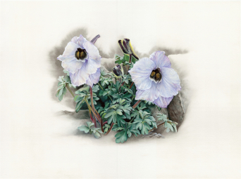 單花翠雀